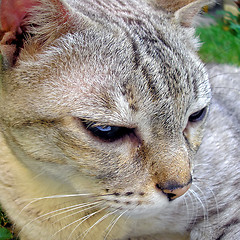 Image showing Fisheye view of Cat mammal