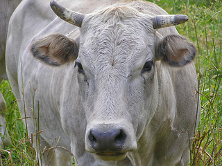 Image showing Fisheye view of Cow mammal