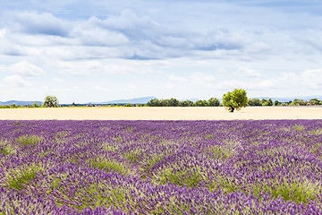 Image showing Lavander field