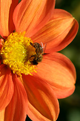 Image showing Bee pollenating Dahlia