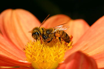 Image showing Two bees pollenate a flower