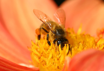 Image showing Bee collecting pollen