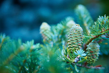 Image showing Young shoots of pine trees in the forest