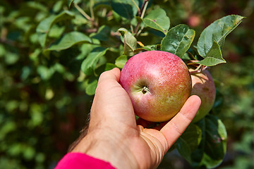 Image showing apple tree with apples