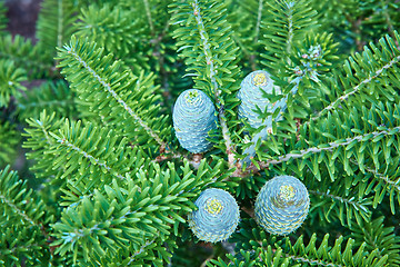 Image showing Young shoots of pine trees in the forest