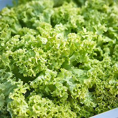 Image showing fresh green lettuce salad closeup