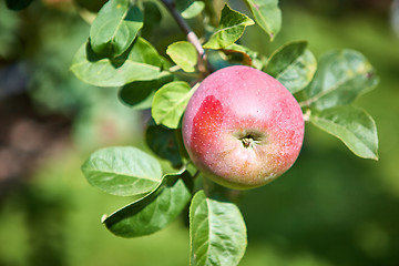 Image showing apple tree with apples
