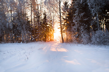 Image showing trees   in winter