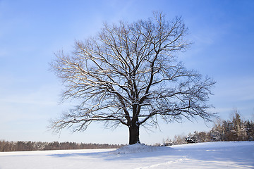 Image showing tree in the winter  