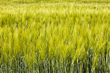 Image showing  green unripe grains