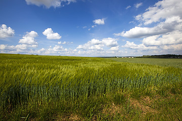 Image showing  green unripe grains