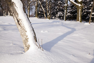 Image showing tree in the winter  