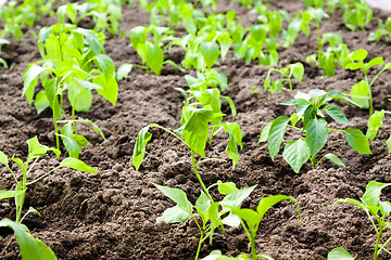 Image showing  field   tomato