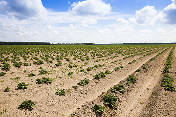 Image showing potato field  