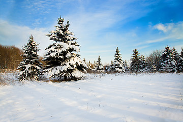 Image showing  fir tree, Winter