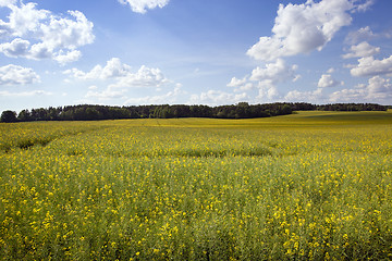 Image showing  green unripe grains