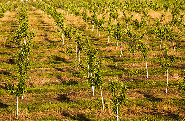 Image showing apple garden 