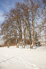 Image showing park in the winter  