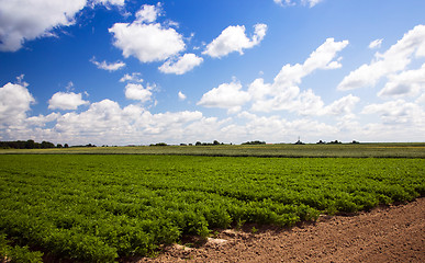 Image showing   carrots