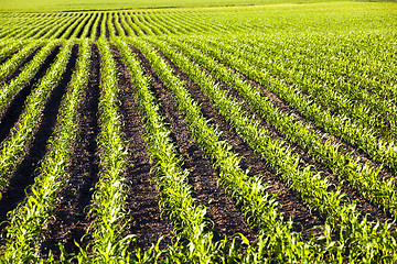 Image showing corn field  