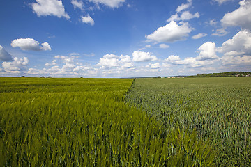 Image showing immature wheat