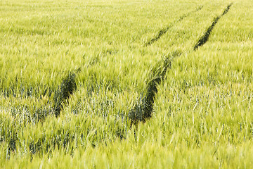 Image showing wheaten field  