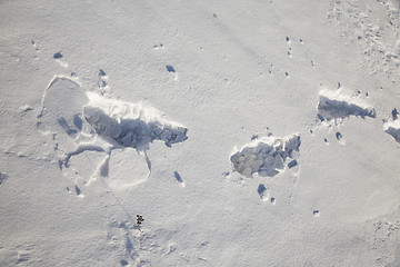 Image showing traces in snow  