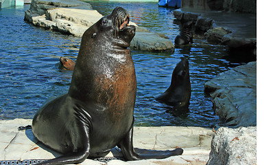 Image showing Curious seal