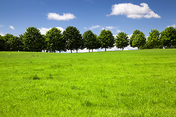 Image showing   trees in  summer 