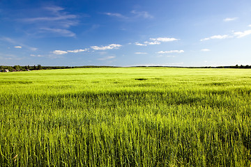 Image showing  green unripe grains