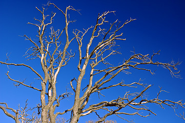 Image showing Naked tree