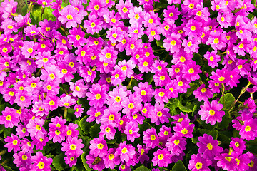 Image showing pink flowers