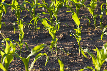 Image showing green corn 