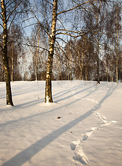 Image showing birchwood in the winter 