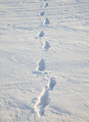 Image showing traces on snow  