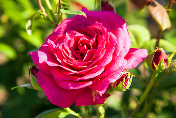 Image showing Red Rose