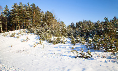 Image showing Winter forest