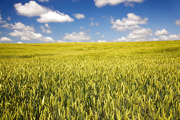 Image showing  green unripe grains