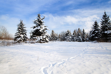 Image showing winter forest 
