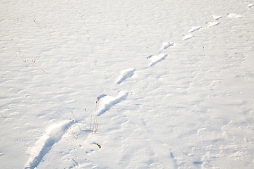 Image showing human footprints on sneu