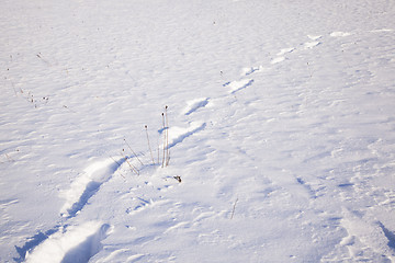 Image showing traces on snow  