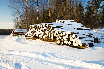 Image showing   sawed trees