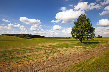 Image showing tree in summer