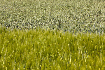 Image showing barley  