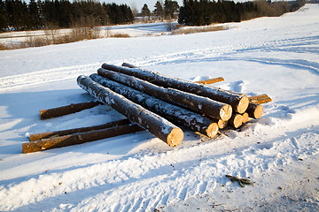 Image showing   sawed trees