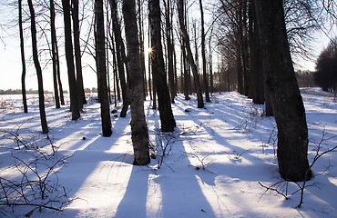 Image showing trees in the winter 