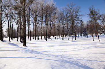 Image showing trees   in winter