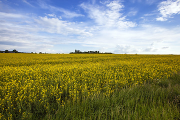 Image showing immature wheat