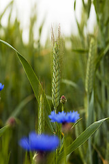 Image showing green wheat  