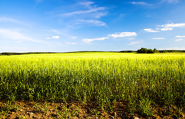 Image showing immature wheat